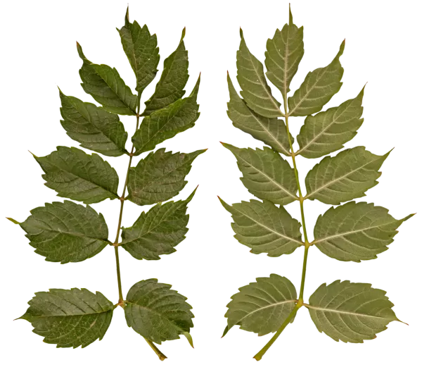 3DSKYFREE – PBR – TEXTURES - MATERIAL