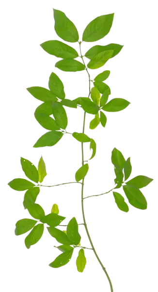 PBR TEXTURES – FULL OPTION – Branch Medium  – 043