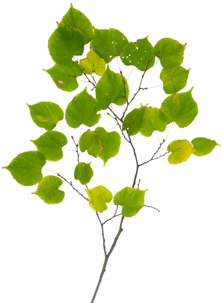 3DSKYFREE – PBR – TEXTURES - MATERIAL