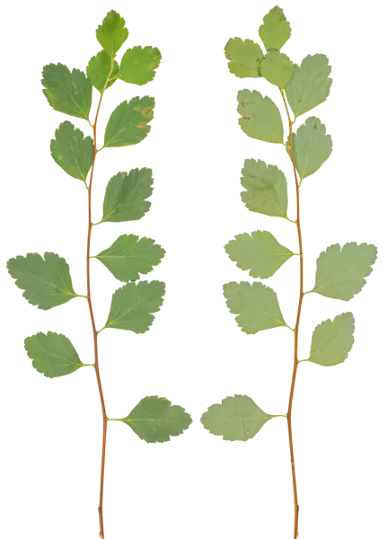 3DSKYFREE – PBR – TEXTURES - MATERIAL