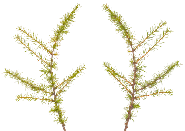 3DSKYFREE – PBR – TEXTURES - MATERIAL