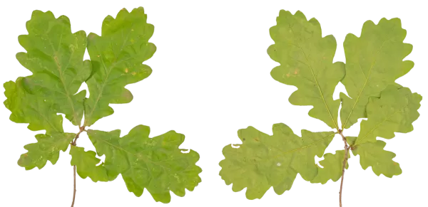 3DSKYFREE – PBR – TEXTURES - MATERIAL