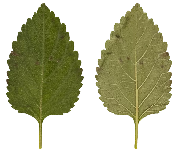 3DSKYFREE – PBR – TEXTURES - MATERIAL