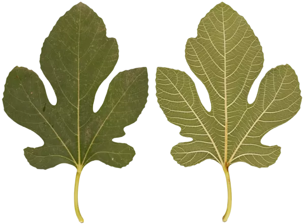 3DSKYFREE – PBR – TEXTURES - MATERIAL