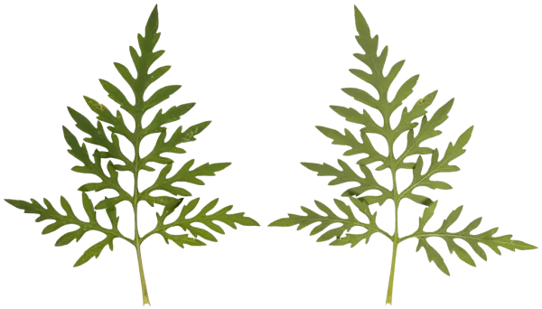 PBR TEXTURES – FULL OPTION – Leaf   – 687