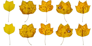 3DSKYFREE – PBR – TEXTURES - MATERIAL