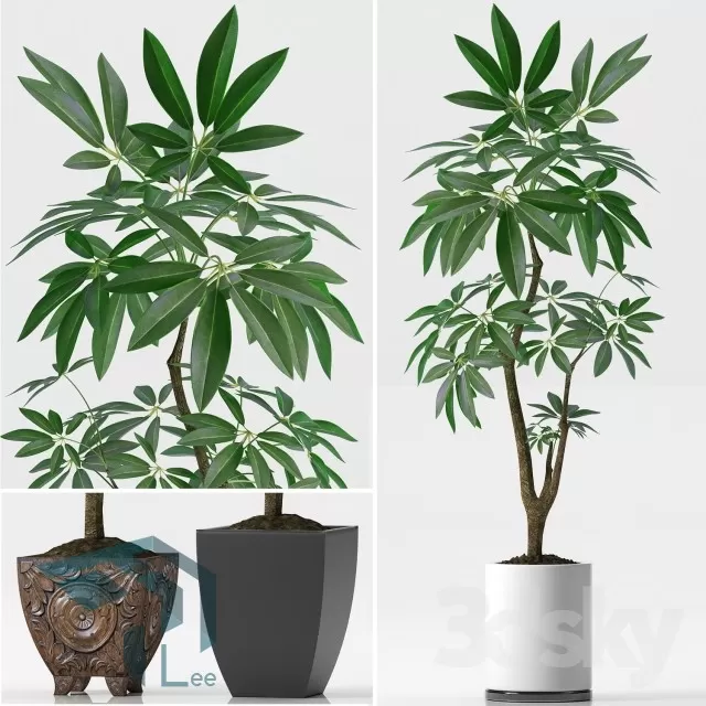 3DSKYFREE – PLANT 3DS MAX MODELS