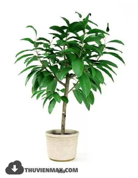 PLANT 3D MODELS