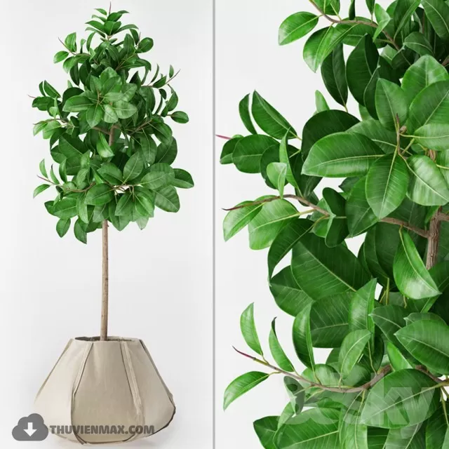 3DSKYFREE – PLANT 3DS MAX MODELS