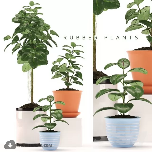 PLANT 3D MODELS