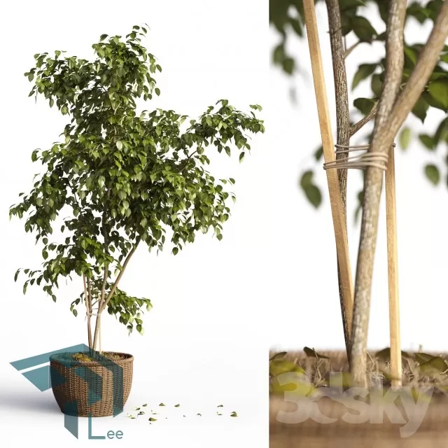 3DSKYFREE – PLANT 3DS MAX MODELS