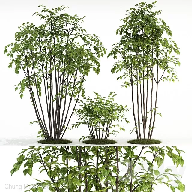 3DSKYFREE – PLANT - EXTERIOR 3DS MAX MODELS