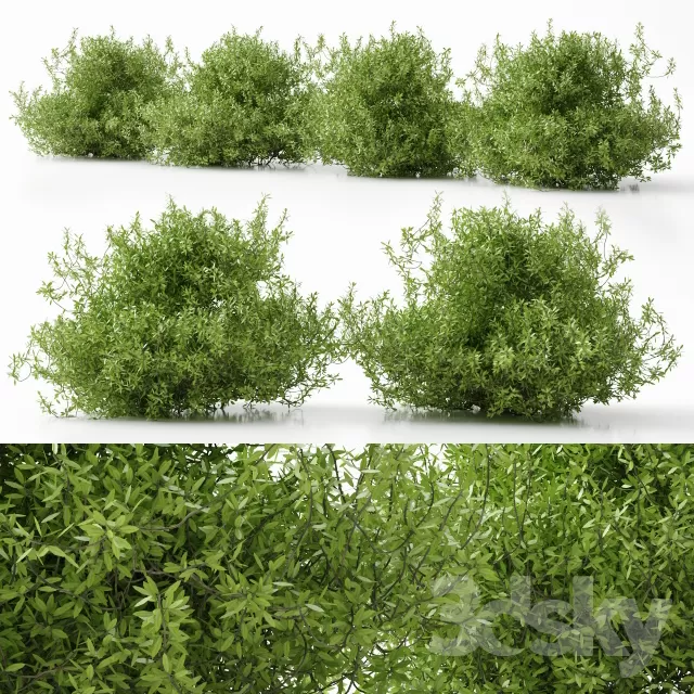 3DSKYFREE – PLANT - EXTERIOR 3DS MAX MODELS