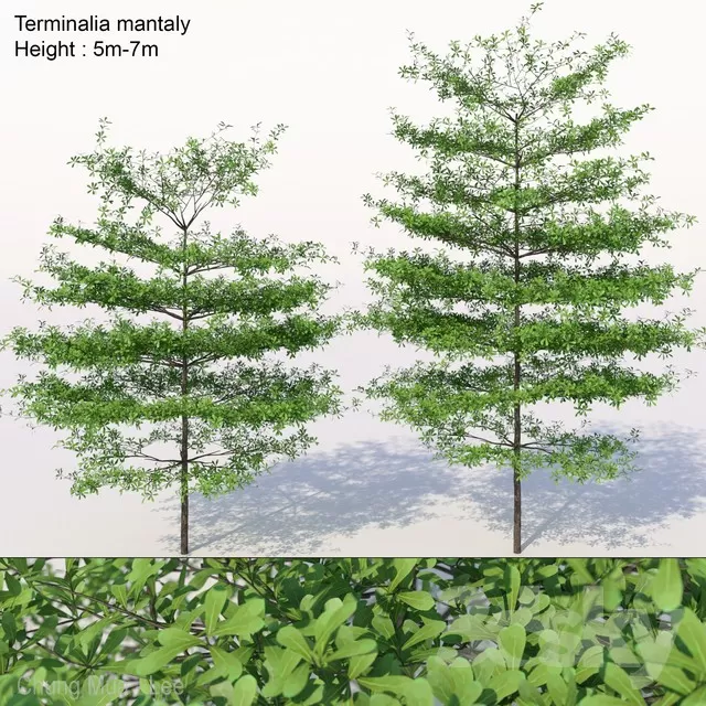 3DSKYFREE – PLANT - EXTERIOR 3DS MAX MODELS