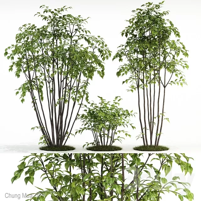 3DSKYFREE – PLANT - EXTERIOR - BIG 3DS MAX MODELS