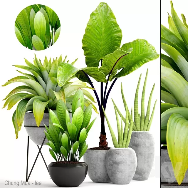 3DSKYFREE – PLANT - FLOOR 3DS MAX MODELS