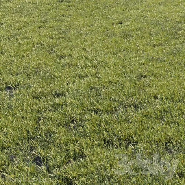 3DSKYFREE – PLANT - GRASS 3DS MAX MODELS