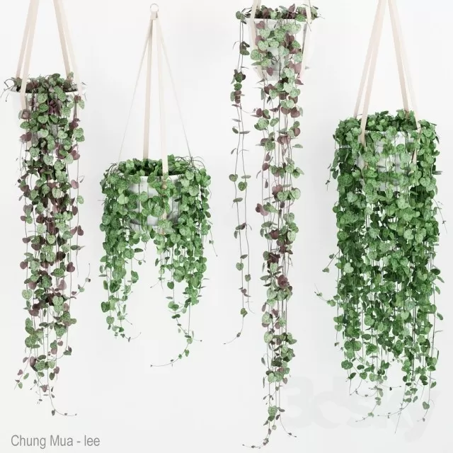 3DSKYFREE – PLANT - HANGING 3DS MAX MODELS