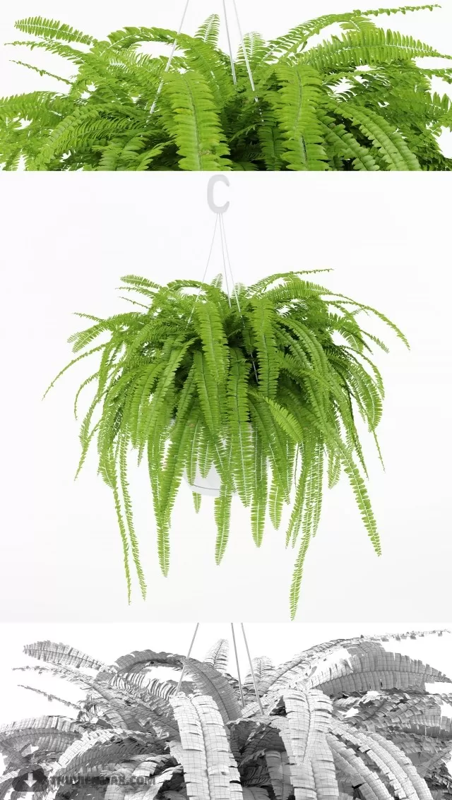 3DSKYFREE – PLANT - HANGING 3DS MAX MODELS