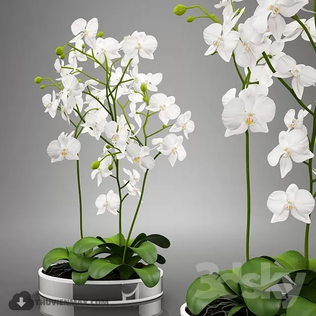 3DSKYFREE – PLANT - TABLE 3DS MAX MODELS