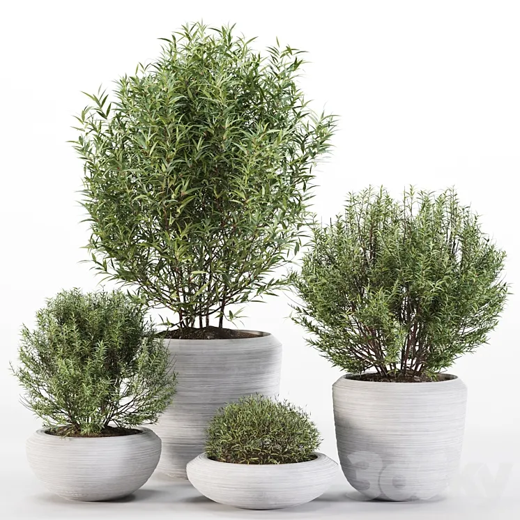 4 Pot Rosemary 3D Model Free