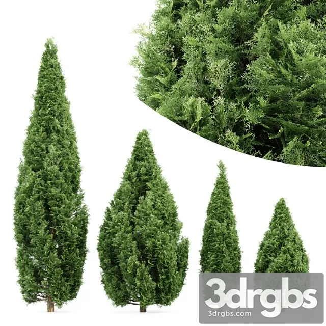 4 Rocky Mountain Juniper Tree Juniperus Scopulorum 3D Model Download
