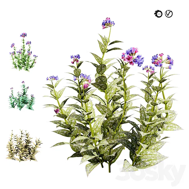 4 Season Lungwort flowers 3D Model