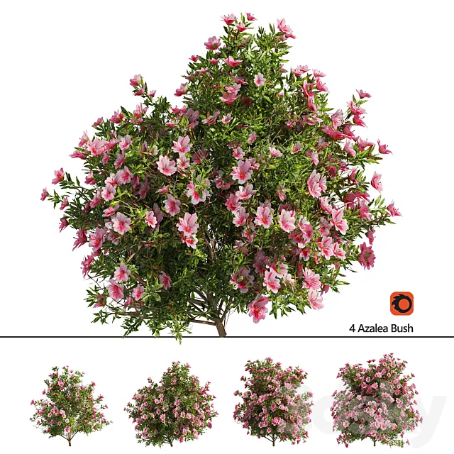 4 spring Azalea Flower Bush 3D Model