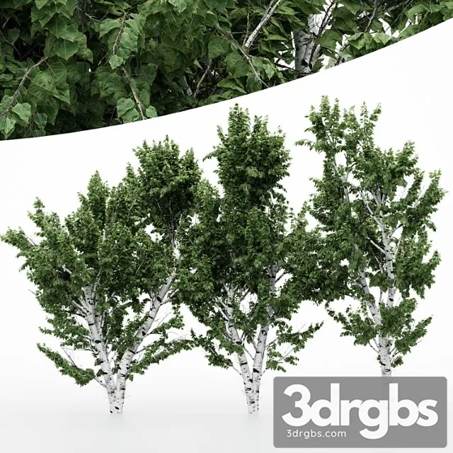 5 Diffrent Tree White Birch 3D Model Free