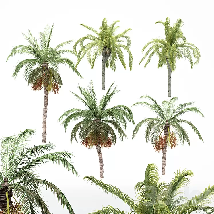 5diffrent tree-Date Palm-Queen Palm 3D Model