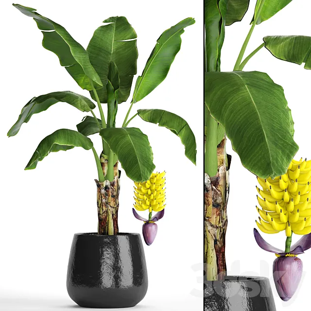 A banana palm with fruits. Banana bush palm tree fruit flower decorative indoor exotic 3D Model