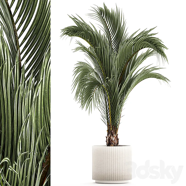 A beautiful indoor palm tree in a modern Areca pot Hovea. 1225 3D Model Free