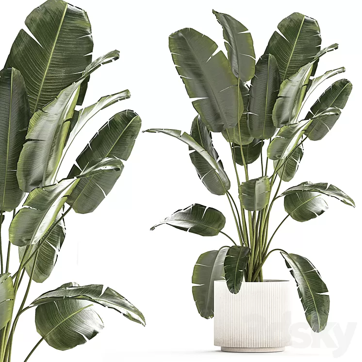 A beautiful interior plant in a modern flowerpot and a pot of banana palm ravenala and strelitzia. 1242 3D Model Free