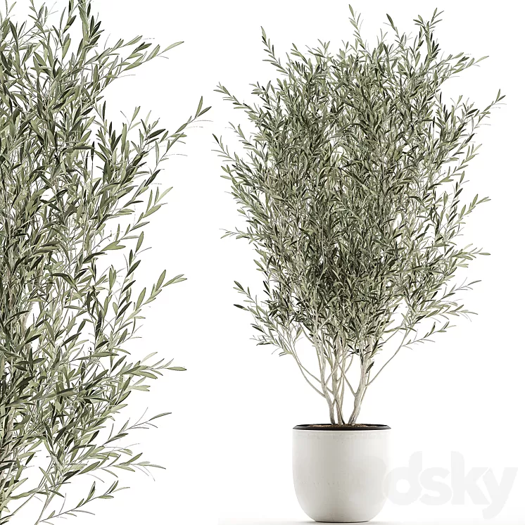 A beautiful little decorative olive tree in a white pot with handles. Set 645. 3D Model