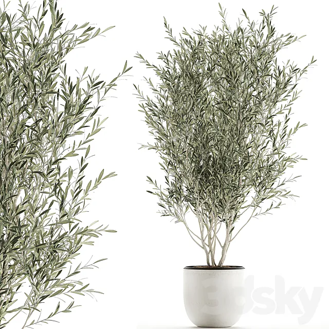 A beautiful little decorative olive tree in a white pot with handles. Set 645. 3DModel