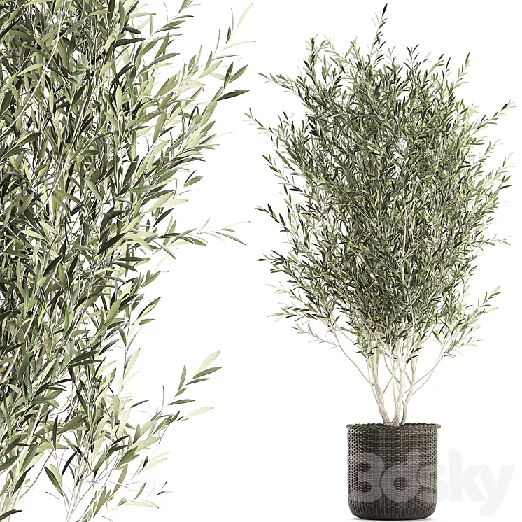A beautiful little decorative olive tree in a wicker basket. Set 651. 3D Model