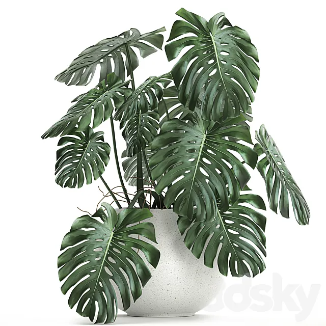A beautiful little exotic flower in a white round pot with a Monstera bush. Set 661. 3D Model