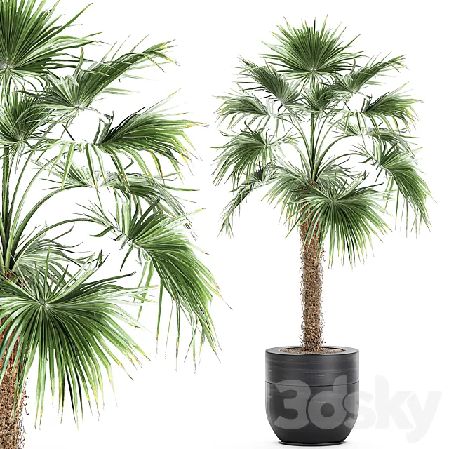 A beautiful little lush indoor fan palm in a black flower pot. Set 714. 3D Model