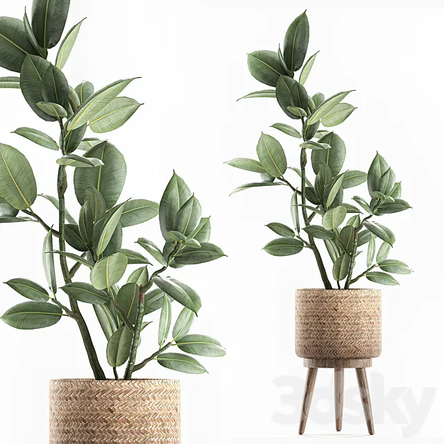 A beautiful little tree indoor ficus elastic in a basket rattan on legs. Set 607. 3D Model