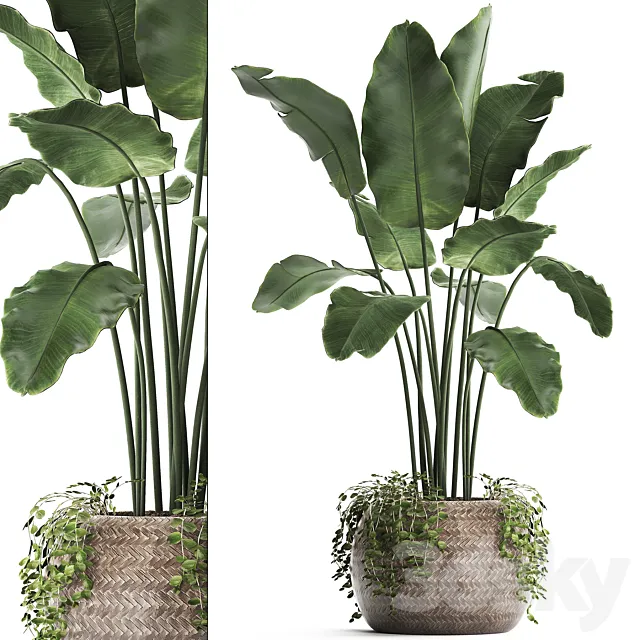 A beautiful lush banana palm bush in a round flower basket made of rattan. strelitzia. Ravenala. Set 412. 3DModel