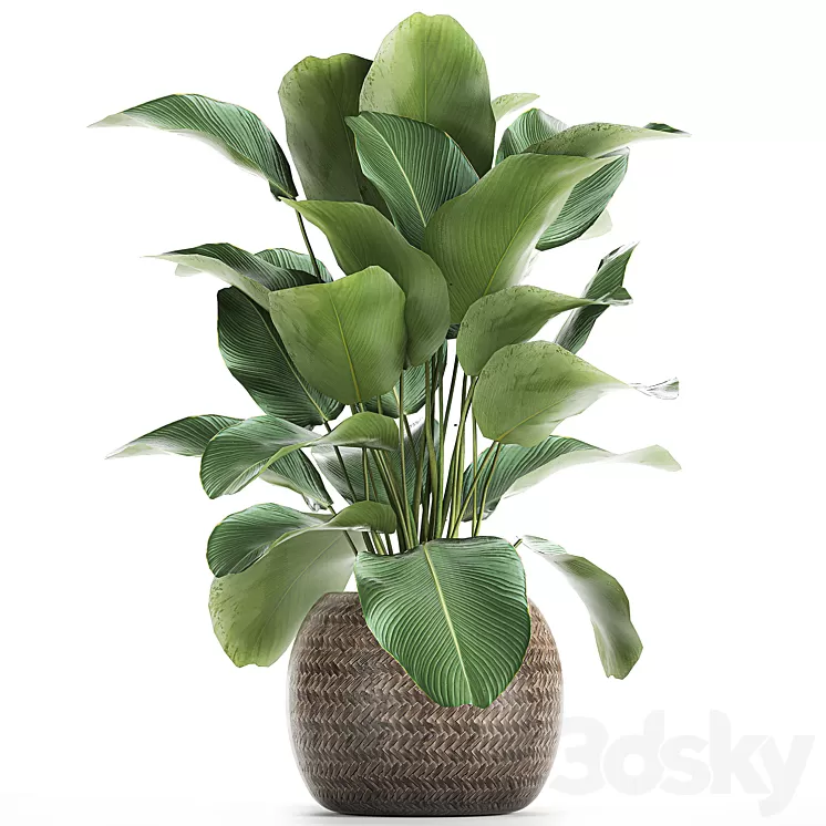 A beautiful lush bush of an exotic plant in a round basket of Kalatea lutea. 753. 3D Model
