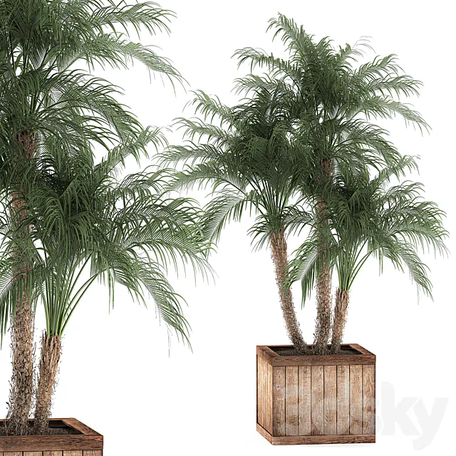 A beautiful lush small decorative palm tree in a box with a Robelin date palm thickets. Set 621. 3D Model