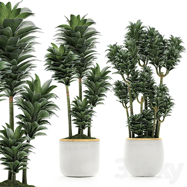 A beautiful small decorative flower of Dracaena Compacta in a white pot with gold. Set 533 3D Model