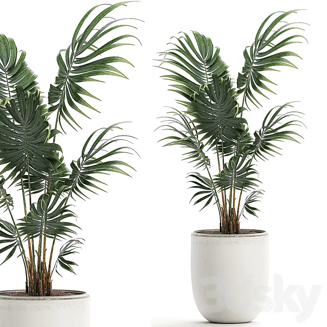 A beautiful small decorative indoor palm tree in a white modern pot with Hovea. kentia. neanta. Set 519. 3DModel