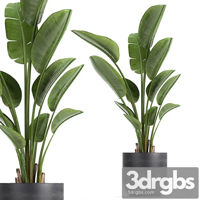 A Beautiful Small Indoor Banana Palm In A Black Flower Pot Strelitzia Set 723 3D Model Free
