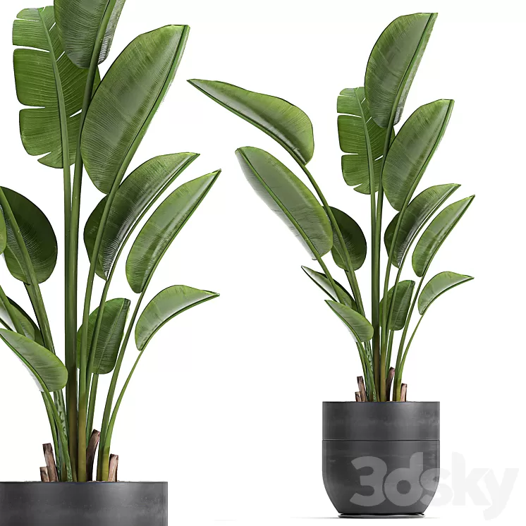 A beautiful small indoor banana palm in a black flower pot Strelitzia. Set 723. 3D Model