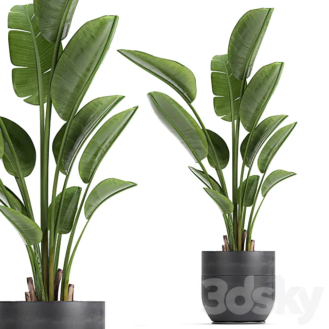 A beautiful small indoor banana palm in a black flower pot Strelitzia. Set 723. 3DModel