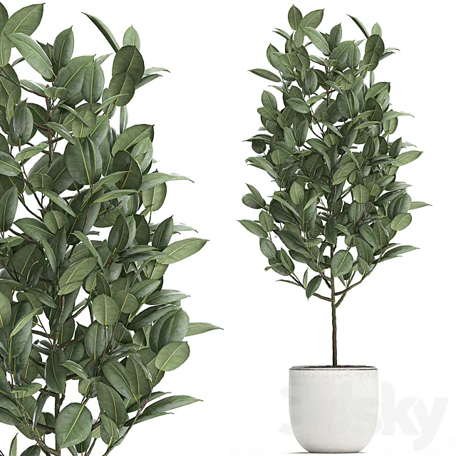 A beautiful small tree indoor ficus elastica in a white pot. Set 611. 3D Model