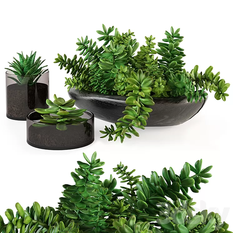 A bouquet of succulents 3D Model