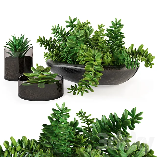 A bouquet of succulents 3DModel